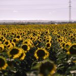 musique-attente-telephonique-spring-field musique attente telephonique